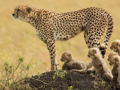 Article featured image