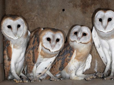 Article featured image