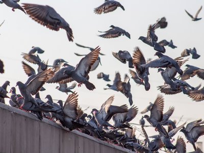 Article featured image