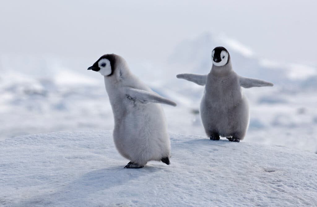 03cli-penguins-1-jumbo.jpg