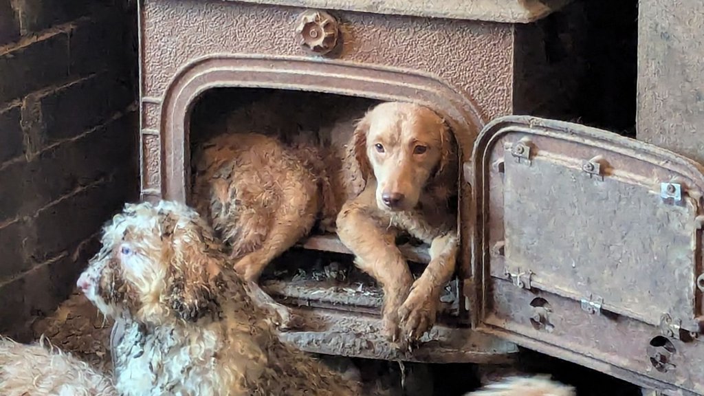 250dogs3.jpg