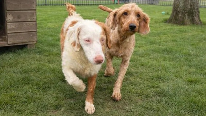 250dogs5.jpg