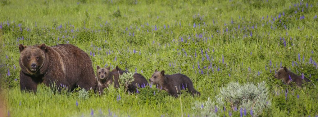 2880px-399_with_4_cubs_June_2020_near_Signal_Mountain_Lodge.jpg