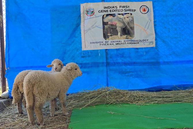 29gene-edited-sheep-4.jpg