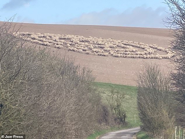 41545974-11438327-Hundreds_of_sheep_have_caused_a_stir_after_they_were_spotted_sta-a-24_1668682542729.jpg