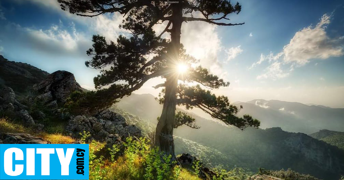 Φωτογραφίζοντας τα πανέμορφα δάση του νησιού μας