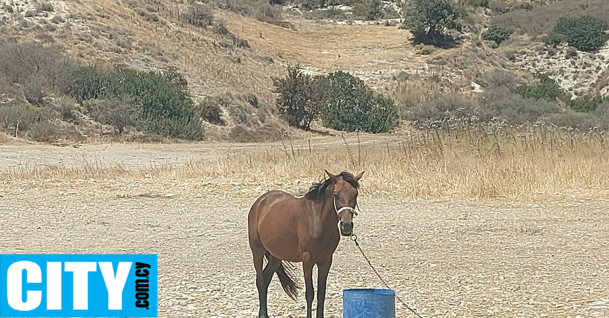 Ένα άλογο δεμένο στη μέση του πουθενά, κάτω από τον καυτό ήλιο, έχοντας πρόσβαση μόνο σε λίγο νερό