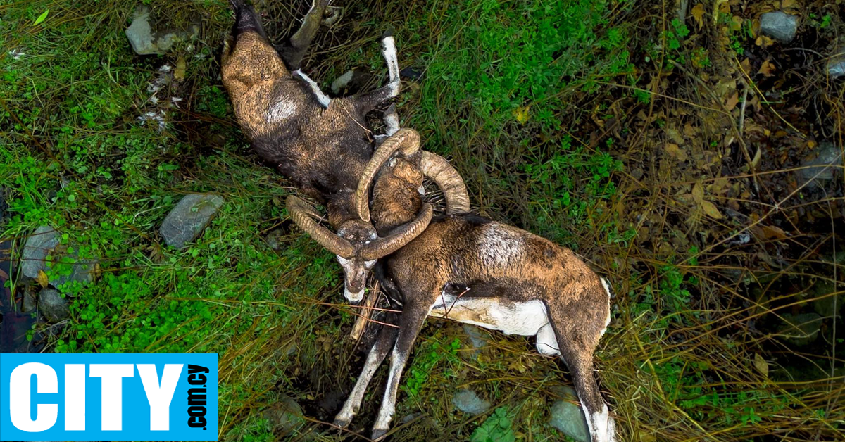 Δύο αγρινά κείτονται νεκρά, στα βουνά του Τροόδους