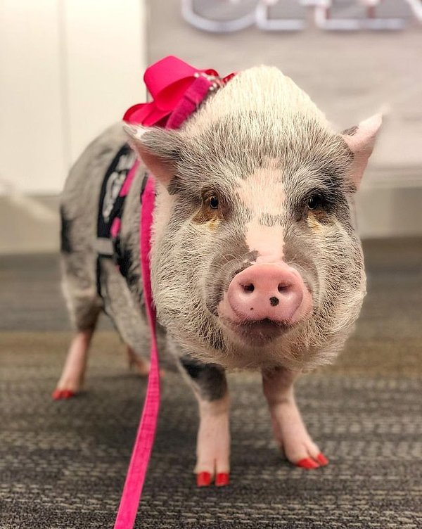 0_LiLou-the-therapy-pig-and-her-owner-Tatyana-Danilova-pose-for-a-photograph-at-San-Francisco-Internat.jpg