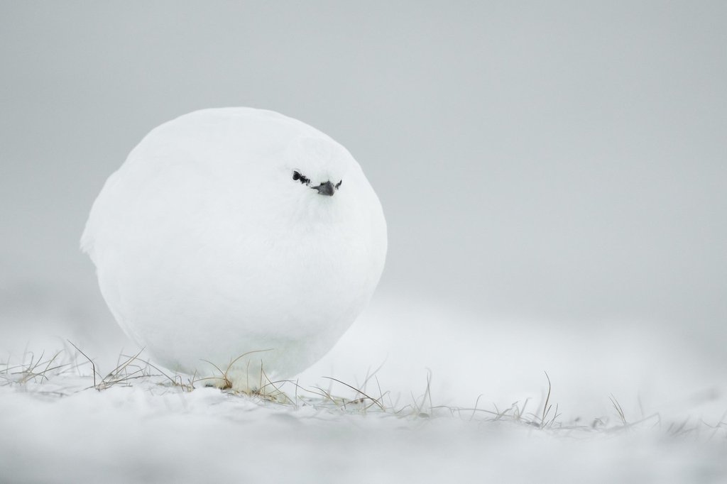 6_highly-commended_jacques-poulard_snowball.jpg