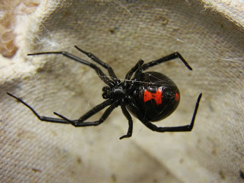 800px-Adult_Female_Black_Widow.jpg