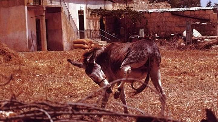 A typical Cypriot donkey. They are said to be the biggest donkeys in the world and known throughout the middle east. This one belonged to one of Papou Nico's neighbors..jpg