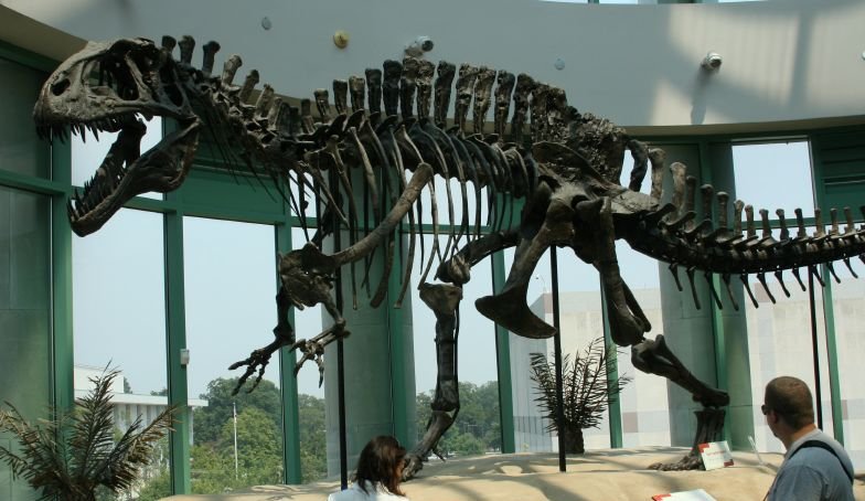 Acrocanthosaurus_skeleton_(1).jpg