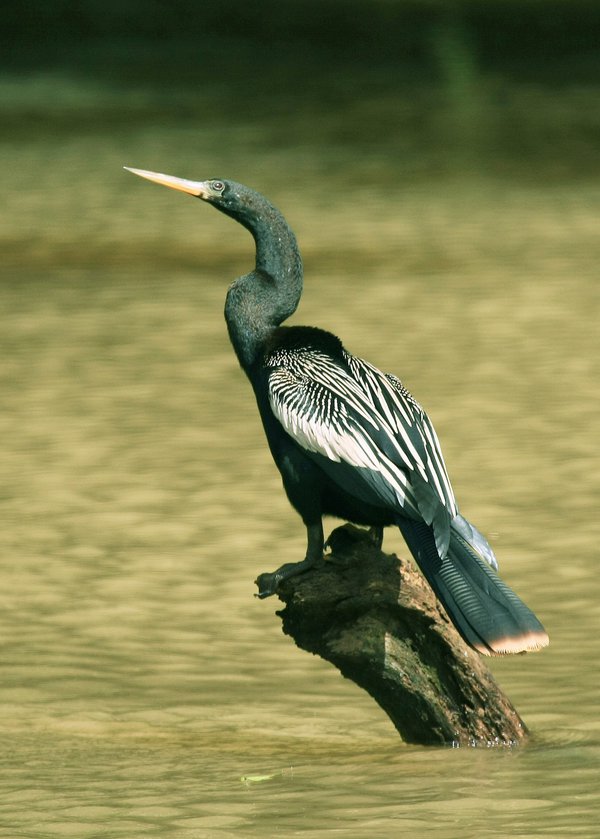 Anhinga_anhinga_-Costa_Rica-8_city.jpg