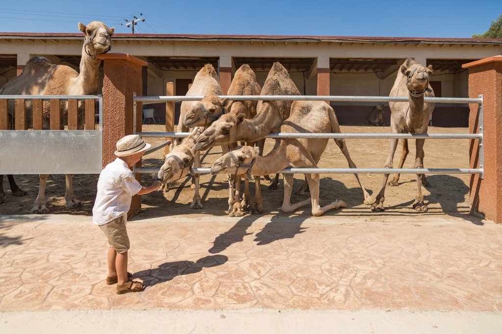 Camel Park (Μαζωτός).jpg
