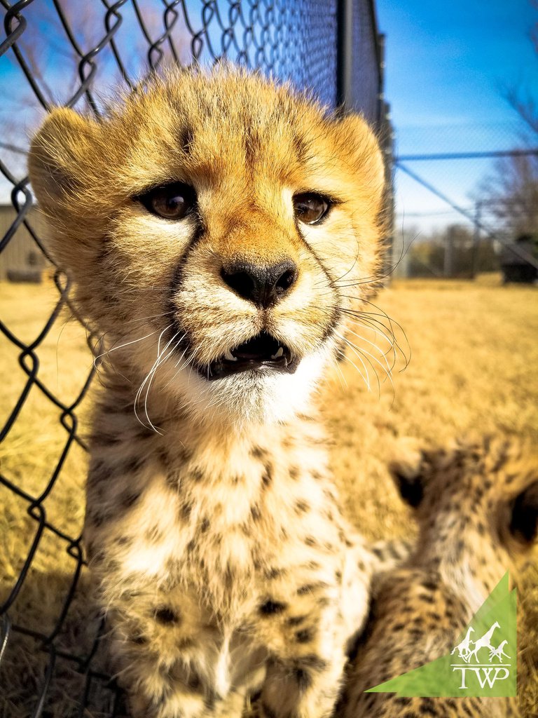 Cheetah Run-133119.jpg