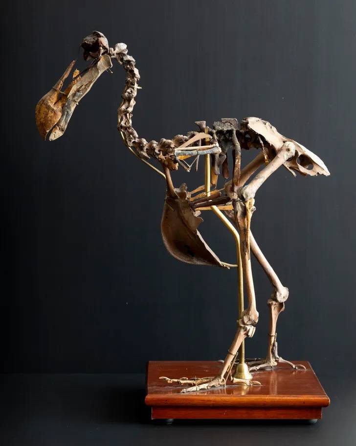 dodo_CollectingWonders©TonyRinaldo_6566.webp