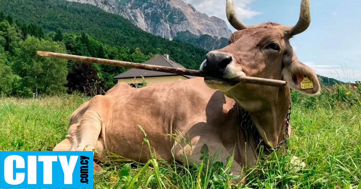 &Eta; &Beta;&epsilon;&rho;ό&nu;&iota;&kappa;&alpha;, &mu;ί&alpha; &iota;&delta;&iota;&alpha;ί&tau;&epsilon;&rho;&eta; &alpha;&gamma;&epsilon;&lambda;ά&delta;&alpha;, &pi;&omicron;&upsilon; έ&mu;&alpha;&theta;&epsilon; &nu;&alpha; &chi;&rho;&eta;&sigma;&iota;&mu;&omicron;&pi;&omicron;&iota;&epsilon;ί &tau;&eta;&nu; &sigma;&kappa;&omicron;ύ&pi;&alpha;