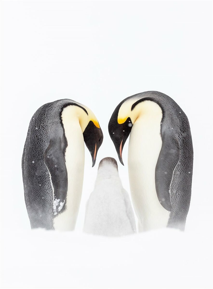 Emperor Family Antarctica. Φιναλίστ στην κατηγορία Polar. Φωτο Joshua HolkoΑυστραλία.jpg