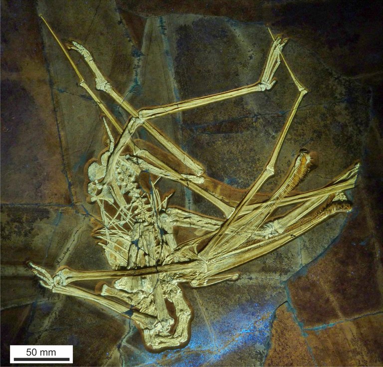 Fig. 3 UV Skeleton revised orientation.jpg
