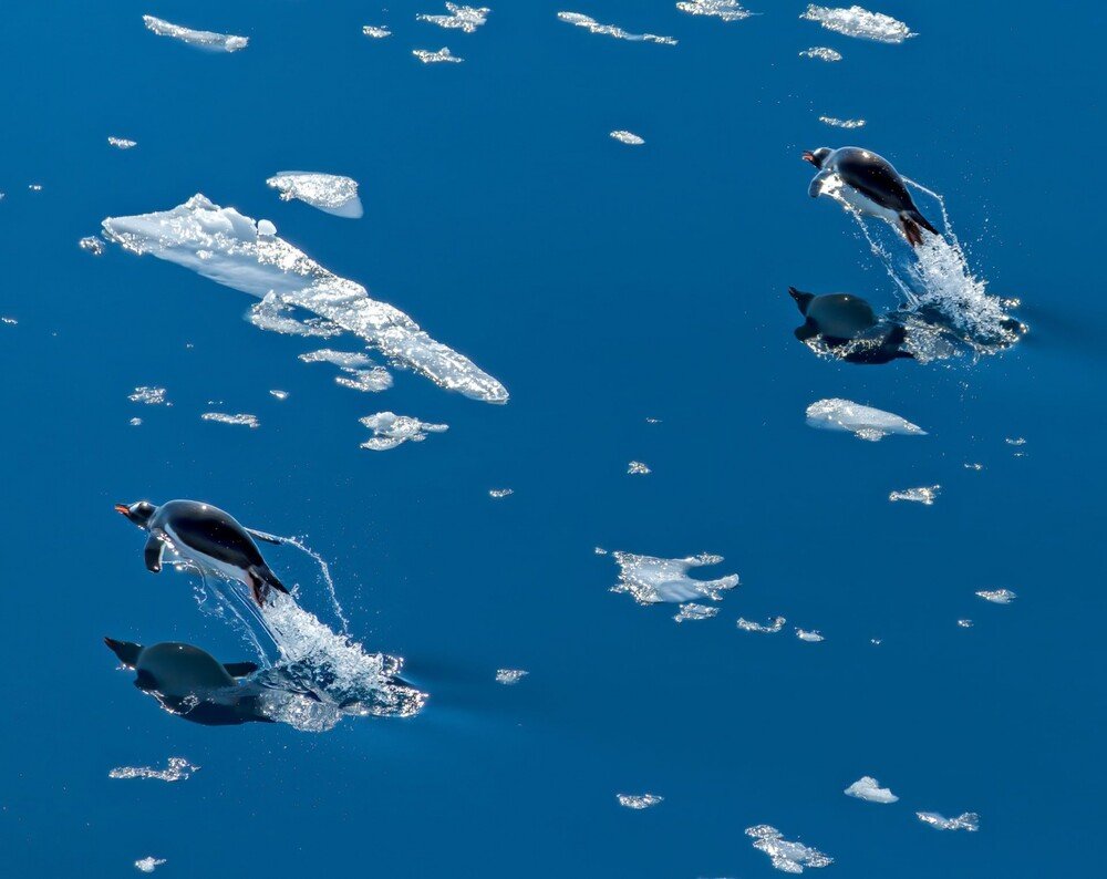 Flight of the penguins Antartica. Βραβείο στην κατηγορία Nature. Φωτο Andrew DickmanΑυστραλία.jpg