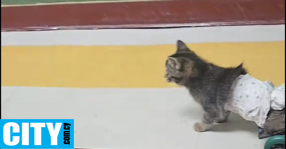 Η μικρή Tibby, που χτυπήθηκε από αυτοκίνητο, περπάτησε ξανά χάρη σε μαθητές που της κατασκεύασαν αμαξίδιο