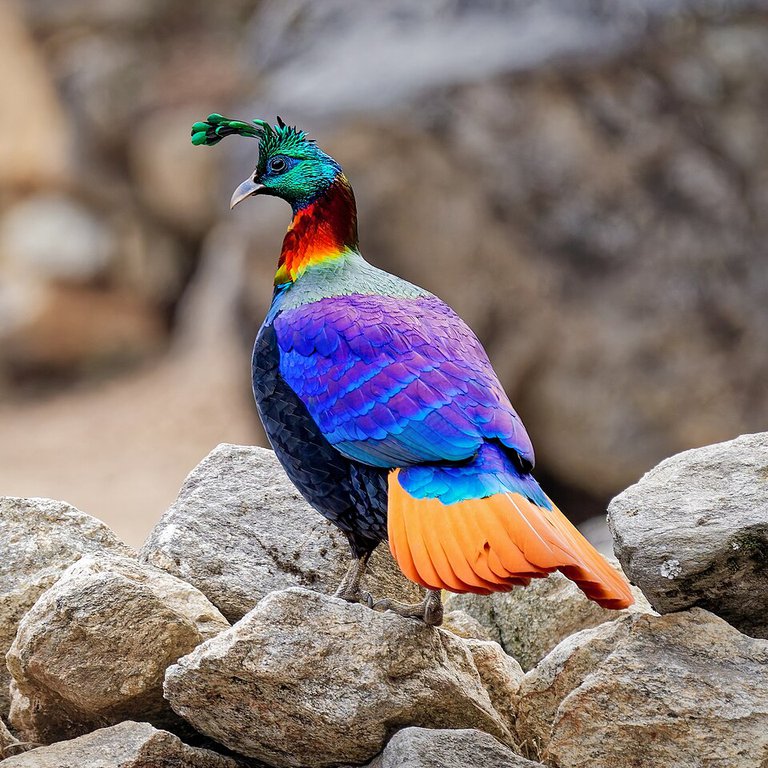 Himalayan_Monal_at_Sagarmatha_National_Park,_Nepal.jpg