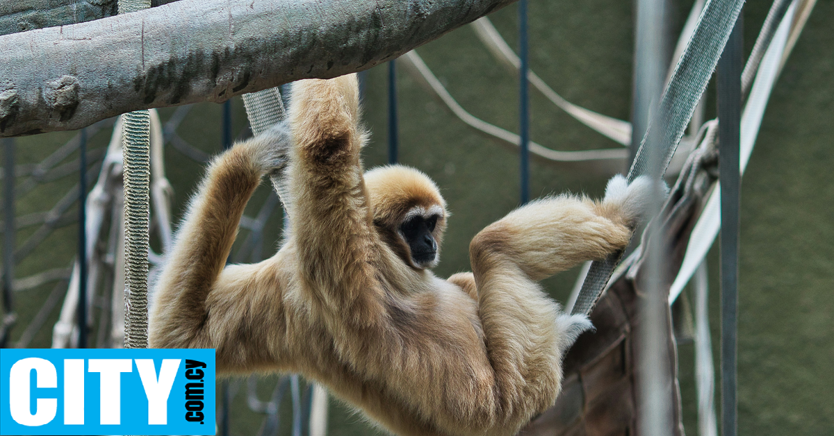 Η νέα τάση στον κόσμο του dating ονομάζεται monkey barring και είναι (τουλάχιστον) τοξική Η νέα τάση στον κόσμο του dating ονομάζεται monkey barring και είναι (τουλάχιστον) τοξική