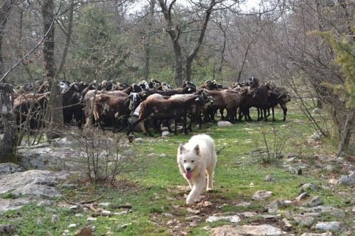 Istrian Sheep in their typical landcape.JPG
