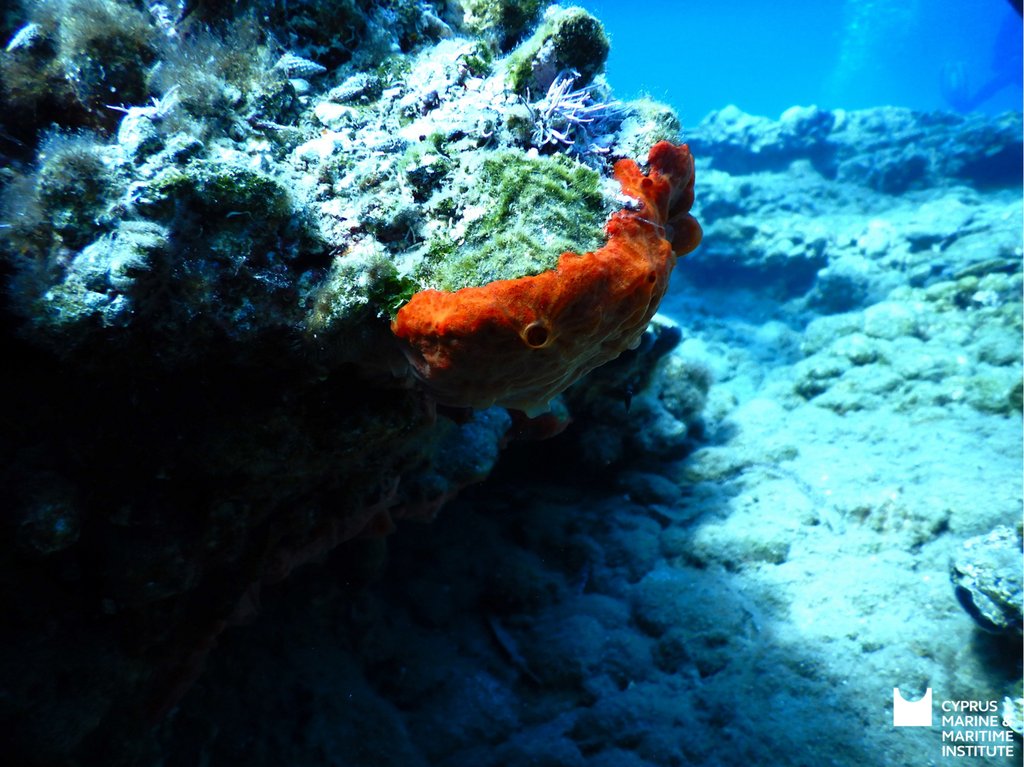 Larnaka Snorkelling Reef (2).jpg