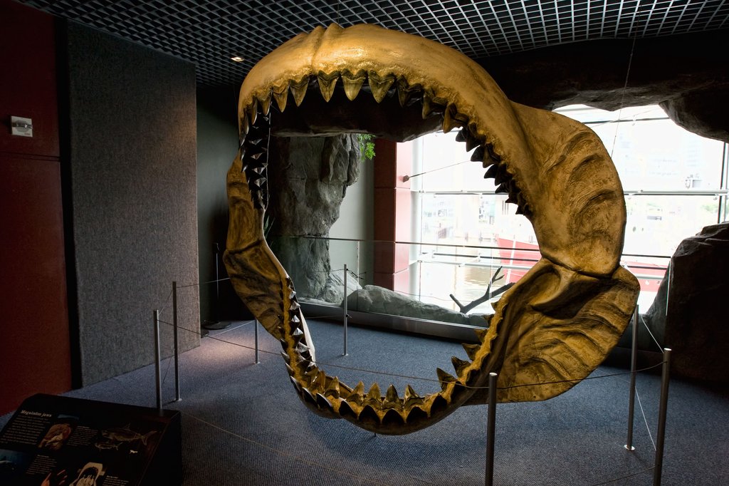 Megalodon_jaws_on_display_at_the_National_Baltimore_Aquarium.jpg