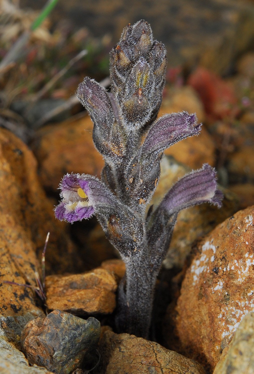 Orobanche_Chionistra_CSC_1224s.jpg
