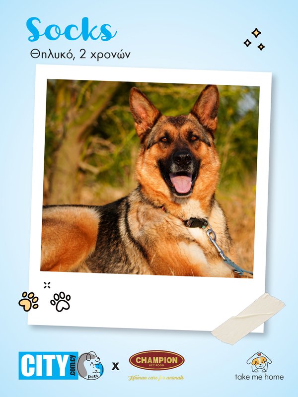 Pets Insta Post 1080x1440-1.jpg