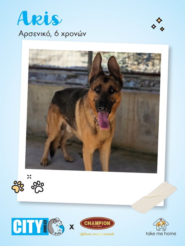 Pets Insta Post 1080x1440-1.jpg