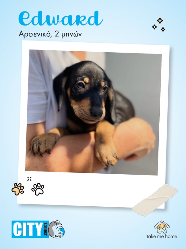 Pets Insta Post 1080x1440-1.jpg