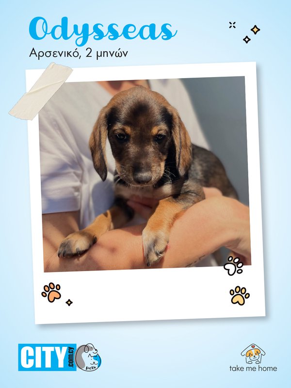 Pets Insta Post 1080x1440-2.jpg
