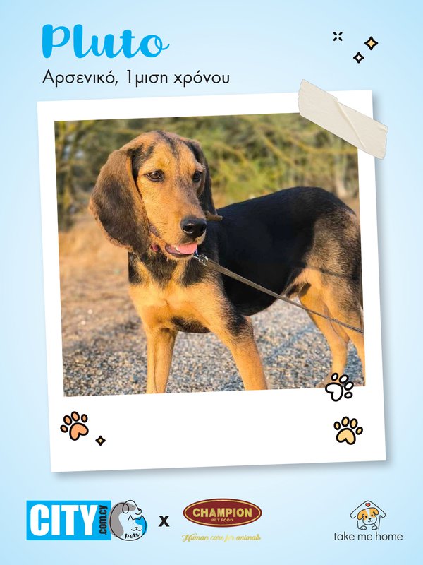 Pets Insta Post 1080x1440-2.jpg