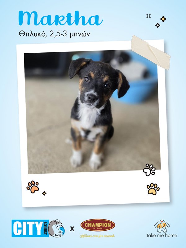 Pets Insta Post 1080x1440-2.jpg