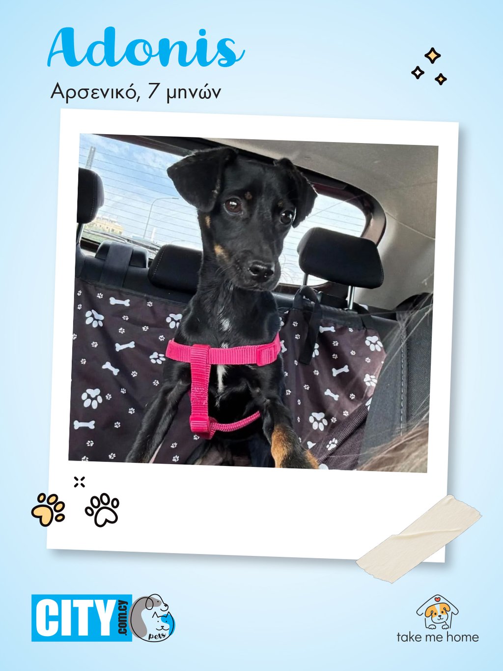 Pets Insta Post 1080x1440-3.jpg