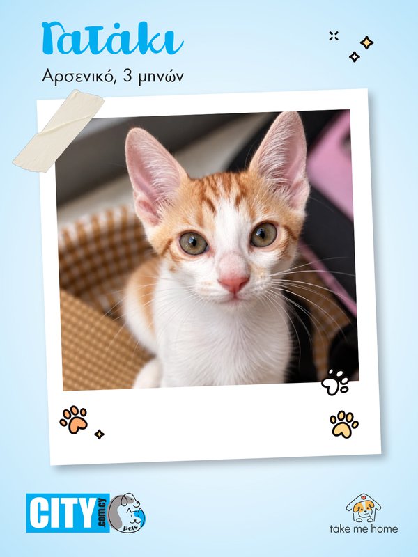 Pets Insta Post 1080x1440-3.jpg