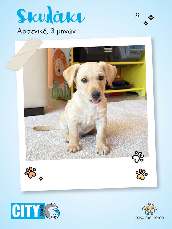 Pets Insta Post 1080x1440-3.jpg