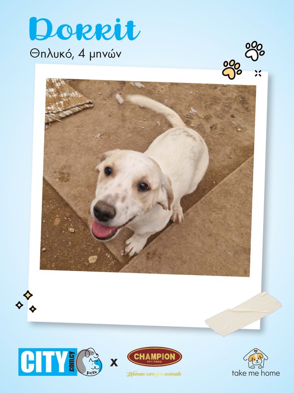 Pets Insta Post 1080x1440-3.jpg