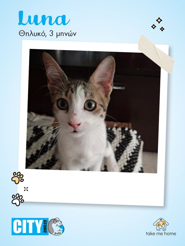 Pets Insta Post 1080x1440-3.jpg