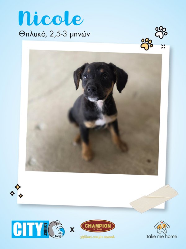 Pets Insta Post 1080x1440-3.jpg