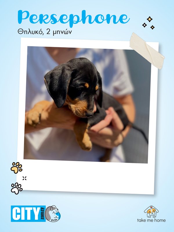 Pets Insta Post 1080x1440-1.jpg