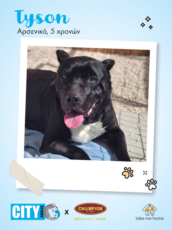 Pets Insta Post 1080x1440-4.jpg