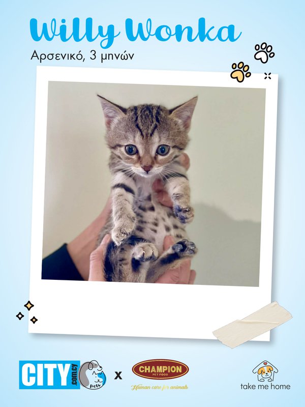Pets Insta Post 1080x1440-4.jpg