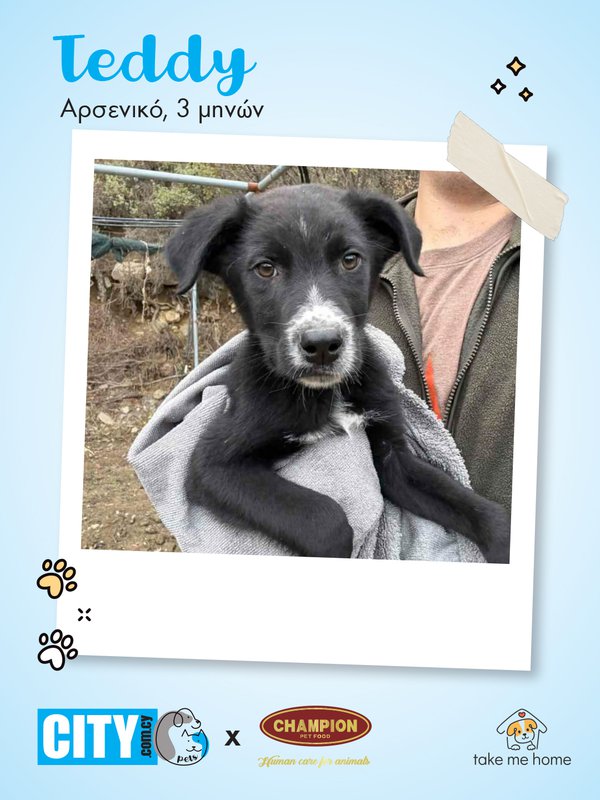 Pets Insta Post 1080x1440-4.jpg