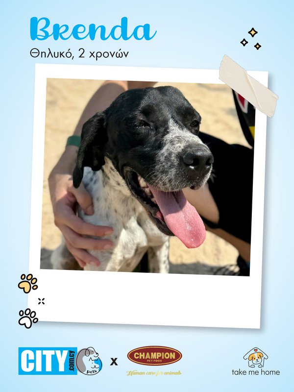 Pets Insta Post 1080x1440-4.jpg