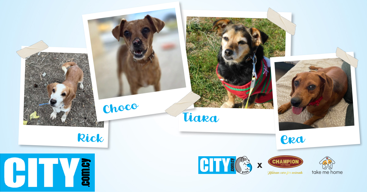 CITY PETS: &Tau;έ&sigma;&sigma;&epsilon;&rho;&alpha; &gamma;&lambda;&upsilon;&kappa;ά &sigma;&kappa;&upsilon;&lambda;ά&kappa;&iota;&alpha; &psi;ά&chi;&nu;&omicron;&upsilon;&nu; &tau;&eta;&nu; &pi;&alpha;&nu;&tau;&omicron;&tau;&iota;&nu;ή &tau;&omicron;&upsilon;&sigmaf; &omicron;&iota;&kappa;&omicron;&gamma;έ&nu;&epsilon;&iota;&alpha;